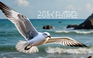 海鸥205相机价格如何？现在入手划算吗？